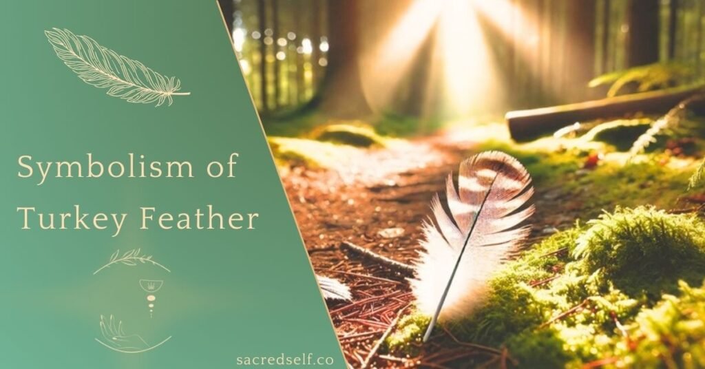 Turkey feather lying on a sunlit forest floor, representing spiritual symbolism and connection to nature.